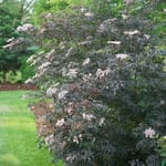 View Black Lace® - Sambucus nigra