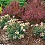 View Oso Easy® Italian Ice® - Rosa 