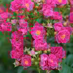 View Oso Easy Peasy® - Rosa