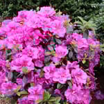 View Perfecto Mundo® Double Purple - Rhododendron 