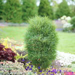 View Fine Line® - Rhamnus frangula