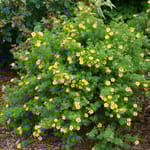 View Happy Face® Yellow - Dasiphora fruticosa