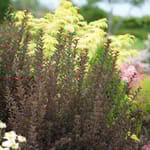 View Tiny Wine® - Physocarpus opulifolius