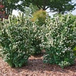 View Illuminati Tower® - Philadelphus coronarius