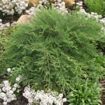 View Celtic Pride® - Microbiota decussata