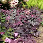 View Jazz Hands Bold® - Loropetalum chinense
