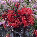 View Center Stage® Red - Lagerstroemia indica