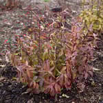 View Fizzy Mizzy® - Itea virginica 