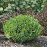 View Gem Box® - Ilex glabra