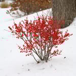 View Berry Poppins® - Ilex verticillata