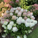 View Fire Light Tidbit - Hydrangea paniculata