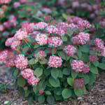 View Invincibelle® Ruby - Hydrangea arborescens