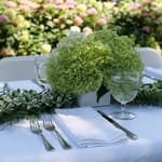 View Incrediball® - Hydrangea arborescens