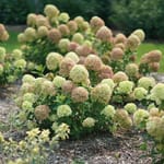 View Little Lime® - Hydrangea paniculata