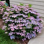 View Let's Dance Can Do!® - Hydrangrea macrophylla x serrata 