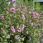 View Purple Pillar® - Hibiscus syriacus 