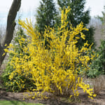 View Show Off® - Forsythia x 'Mindor'