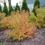 View Kodiak® Orange - Diervilla 