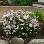 View Yuki Cherry Blossom® - Deutzia 