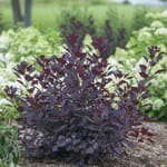 View Winecraft Black® - Cotinus coggygria