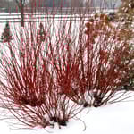 View Arctic Fire® - Cornus sericea