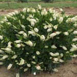 View Sugartina® 'Crystalina' - Clethra alnifolia