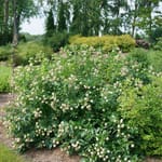 View Sugar Shack® - Cephalanthus occidentalis