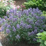 View Beyond Midnight® - Caryopteris x clandonensis