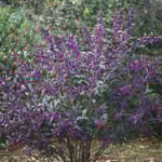 View Pearl Glam® - Callicarpa x 'NCCX2' 