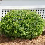 View Sprinter® - Buxus microphylla