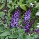 View Pugster Blue® - Buddleia