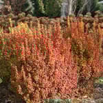 View Sunjoy® Gold Pillar® - Berberis thunbergii