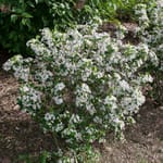View Low Scape Mound® - Aronia melanocarpa