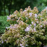 View Funshine® - Abelia × grandiflora 