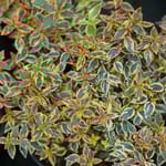 View Tres Amigos® - Abelia x grandiflora