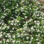View Ground Hug® - Aronia melanocarpa
