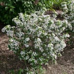 View LowScape Snowfire® - Aronia melanocarpa