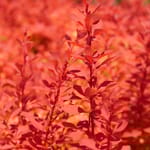View Sunjoy Neo® Barberry - Berberis thunbergii