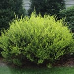 View Cesky Gold® Dwarf Birch x Betula