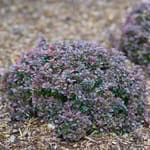 View Sunjoy Todo® Barberry - Berberis thunbergii