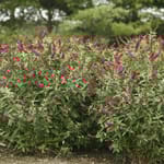 View ‘Miss Molly’ Butterfly Bush - Buddleia