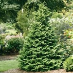 View Soft Serve® - Chamaecyparis pisifera