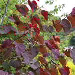 View Midnight Express™ - Cercis x canadensis