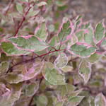 View SGT. Pepper® - Cornus alba