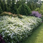 View Yuki Snowflake® - Deutzia gracilis