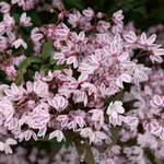 View Yuki Kabuki® - Deutzia