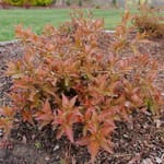 View Kodiak Red® - Diervilla