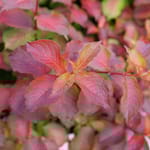View Midnight Sun® - Weigela 