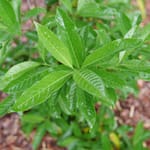 View Yardline® - Viburnum