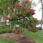 View Temple Of Bloom® - Heptacodium miconoides